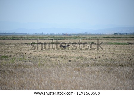 Heron over a rice field, province of Valencia, Spain