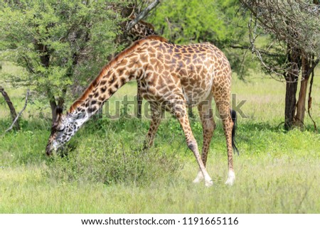 Giraffe and acacia tree at wild