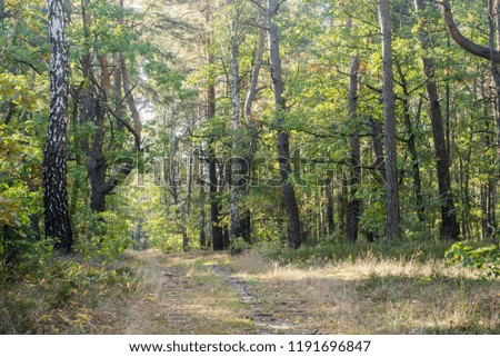 footpath in summer forest on sunny day