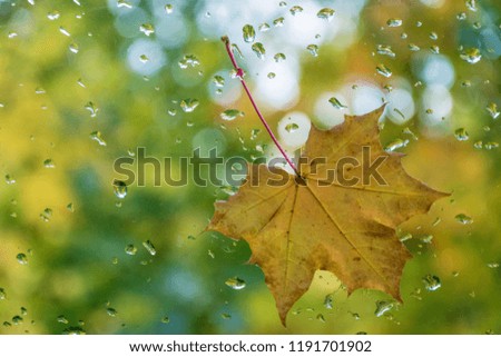 Red-yellow sheet on glass with water drops on blurred green background.