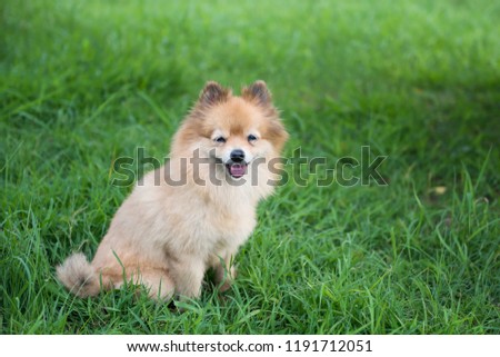 Portrait of Adorable happy Brown Pomeranian dog smile and stand on greenery grass meadow with copy space for text. Portrait of cute puppy pet in park.