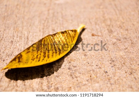 A beautiful natural brown pattern with a main yellow color of a leave lying alone on the cement floo with its shadow.r.
