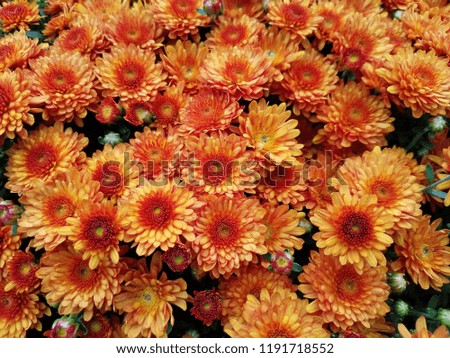 Beautiful orange chrysanthemum flowers
