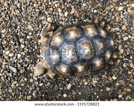 Sulcata tortoise, African spurred tortoise.