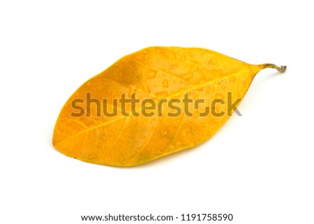 Water drops on yellow leaves isolated on white background