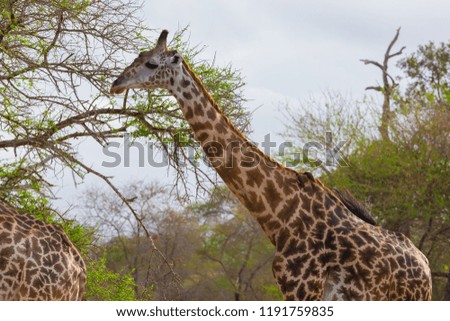 Beautiful amazing summer landscape. Giraffe grazes in acacia trees park Selous. Safari in Tanzania forest.  Wild animals portrait. African impression nature tourism.