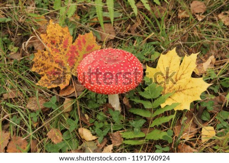amanita red spotted  hat in the autumn forest among yellow and red fallen leaves of maple, brown birch leaves, green grass and asparagus