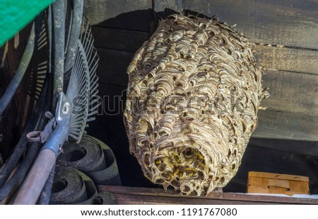 huge hornets nest  Vespa crabro, with a population of about 1000 animals Royalty-Free Stock Photo #1191767080