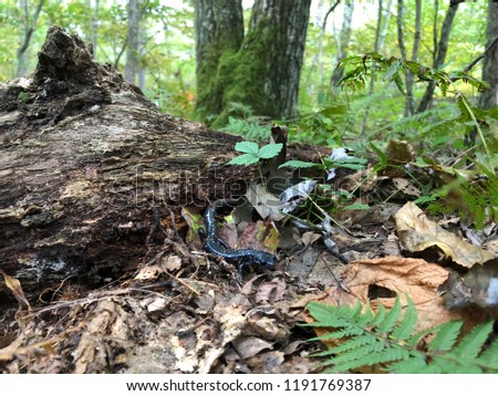 Northern Slimy Salamander walks along fallen leaves and woody debris in the Virginia Appalachian Mountains