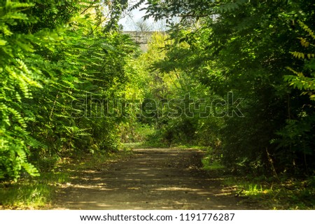 Autumn path in the frame of bright leaves