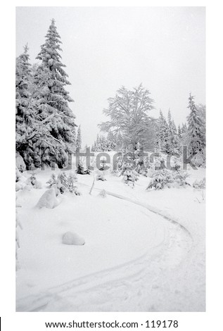 firs and snow Royalty-Free Stock Photo #119178