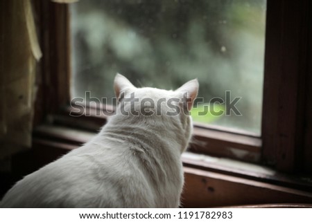 close up photography of a white british fat cat sitting inside a wooden house by a window with wooden frame, looking out at green outdoors, on a summer day in Poland, Europe