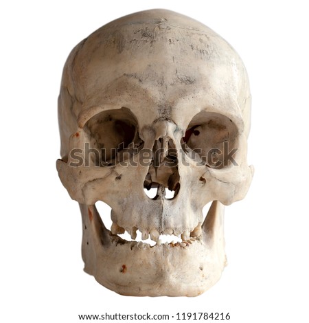 Human skull isolated on white, close-up.