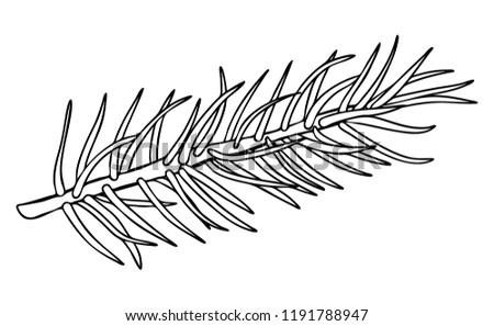 Fir branch - design element for christmas design in pencil drawing outline style