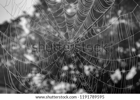 Spinder web after morning fog