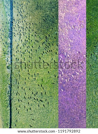Fish swim in same direction in shallow abstract green water concrete canal abstract for following, group pressure, dependencies concepts. Purple complimentary vertical horizontal color line 