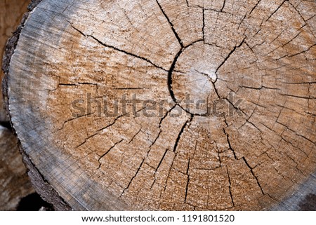 stump of tree felled - section of the trunk with annual rings. tree stumps background. cross section log texture