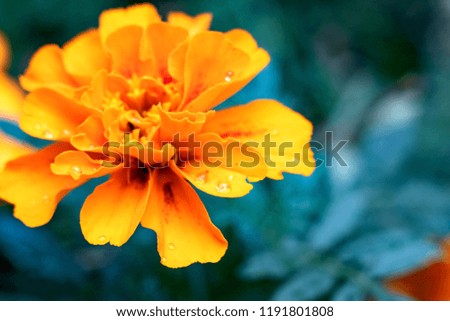 Yellow flower on the background of green leaves 