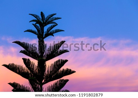Pine trees with twilight sky background