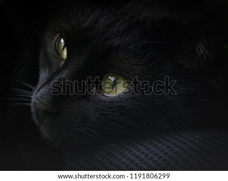 portrait of a black cat close-up