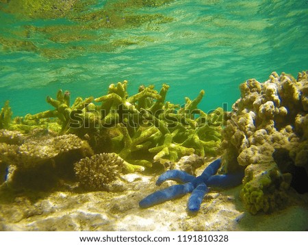 Beautiful Corals in the Great Barrier Reef, Australia