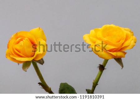 Yellow Pink Blossoming Rose