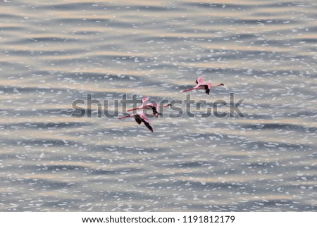Flamingos are flying above water. It is a good picture of wildlife. Photo was taken on short distance and with excellent light.
