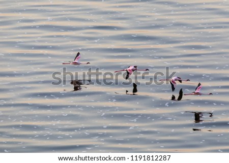 Flamingos are flying above water. It is a good picture of wildlife. Photo was taken on short distance and with excellent light.
