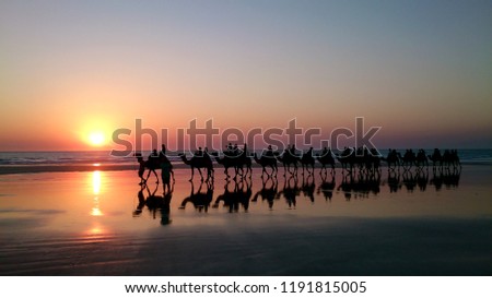 Camels walking on Cable Beach, Broome, Western Australia during sunset