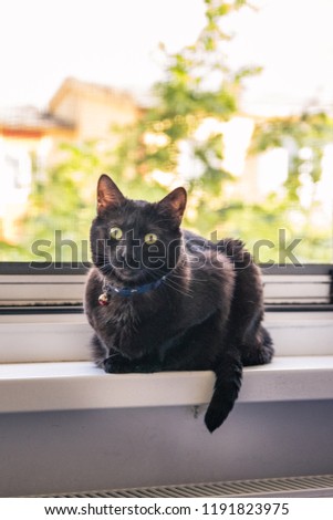 
the black cat on the window sill resting