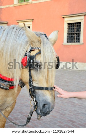 Horse  - Stock image