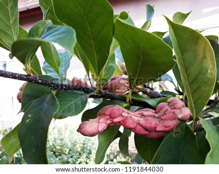 Branches of Magnolia Grandiflora tree, commonly called Umbrella Magnolia, with seed pods or cones.
