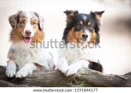 Two australian shepherd behind a tree