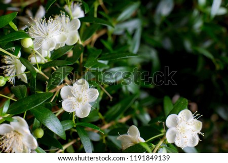 Branches with flowers of Myrtle (Myrtus communis) close-up
