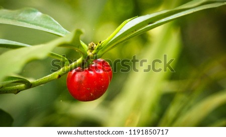 close up of a red tropical berry in colombia