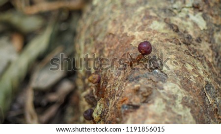 closeup of a tropical ant carrying food