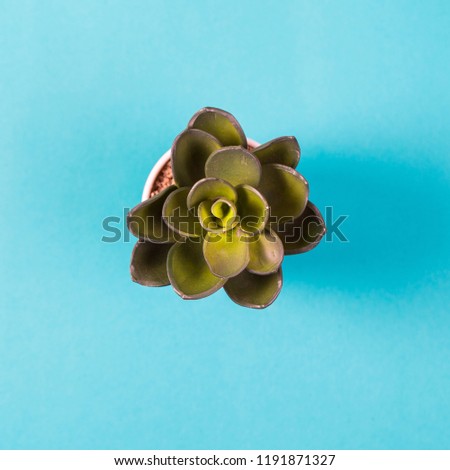 Artificial plant in a white pot on a blue background