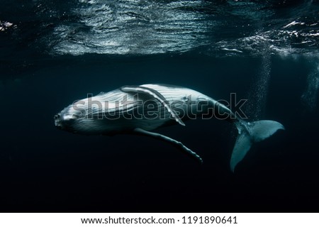 Humpback Whale Calf Royalty-Free Stock Photo #1191890641