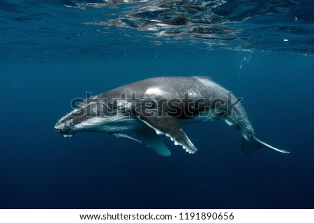 Humpback Whale Calf Royalty-Free Stock Photo #1191890656