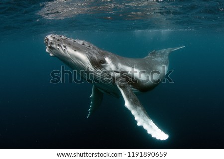 Humpback Whale Calf Royalty-Free Stock Photo #1191890659