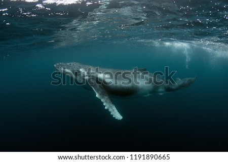 Humpback Whale Calf Royalty-Free Stock Photo #1191890665