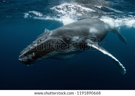 Humpback Whale Calf Royalty-Free Stock Photo #1191890668