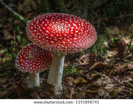 Fly Agaric Toadstool Red and White
