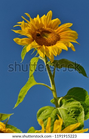 Bright sunflower against the blue sky with a bumblebee on a petal collects pollen