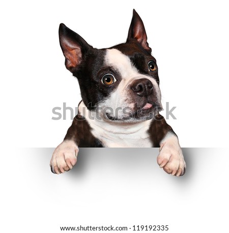 Cute dog holding a blank sign as a Boston Terrier with a smiling happy expression sending a message pertaining to pet care on a white background.