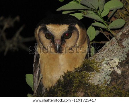 Buff fronted Owl