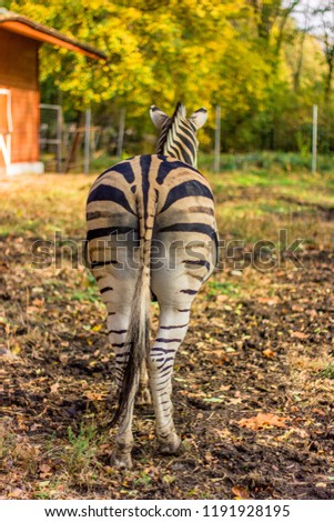 a large black and white zebra, there is a hoof raised near its corral, an orange building in the background