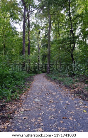 Path in the forest, with trees and scrub on the side