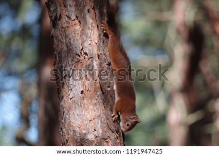 Red Squirrel in tree