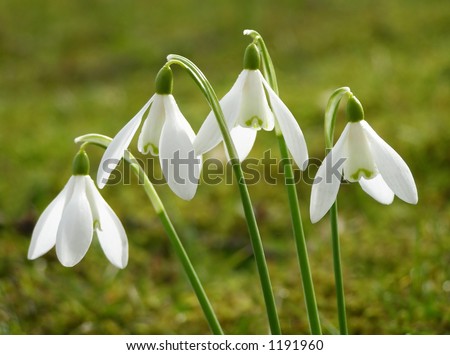 Close-up of white snowdrop flower on first spring day in snow
